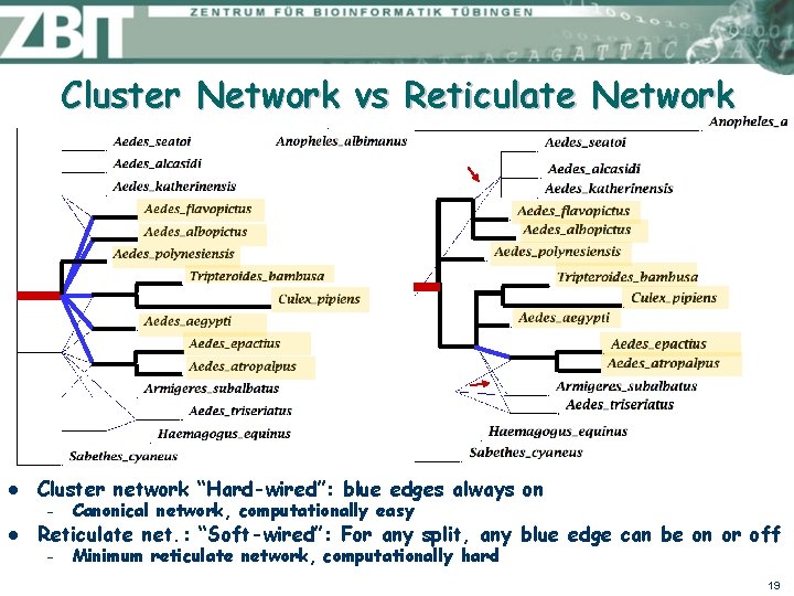 Cluster Network vs Reticulate Network l l Cluster network “Hard-wired”: blue edges always on
