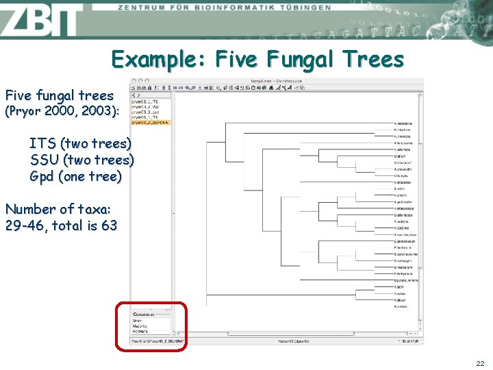 Example: Five Fungal Trees Five fungal trees (Pryor 2000, 2003): ITS (two trees) SSU