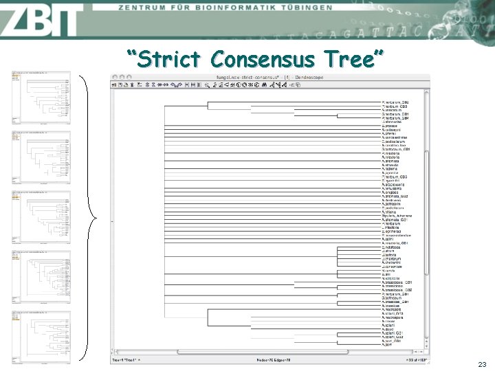 “Strict Consensus Tree” 23 