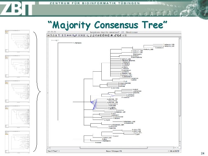 “Majority Consensus Tree” 24 
