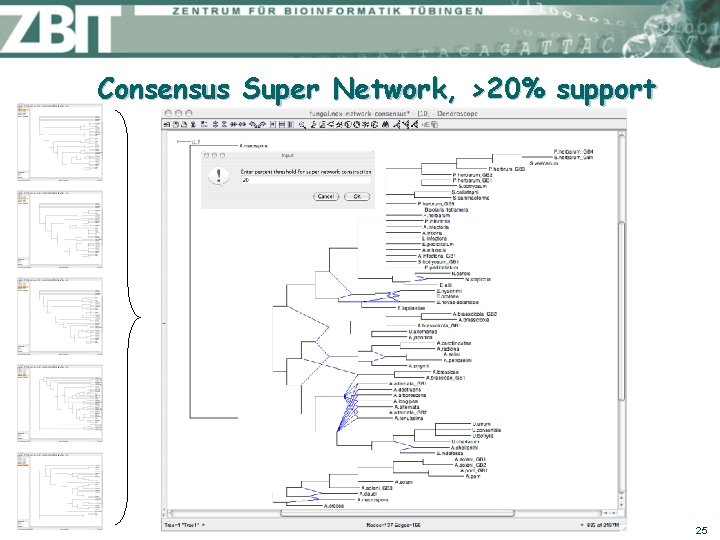 Consensus Super Network, >20% support 25 