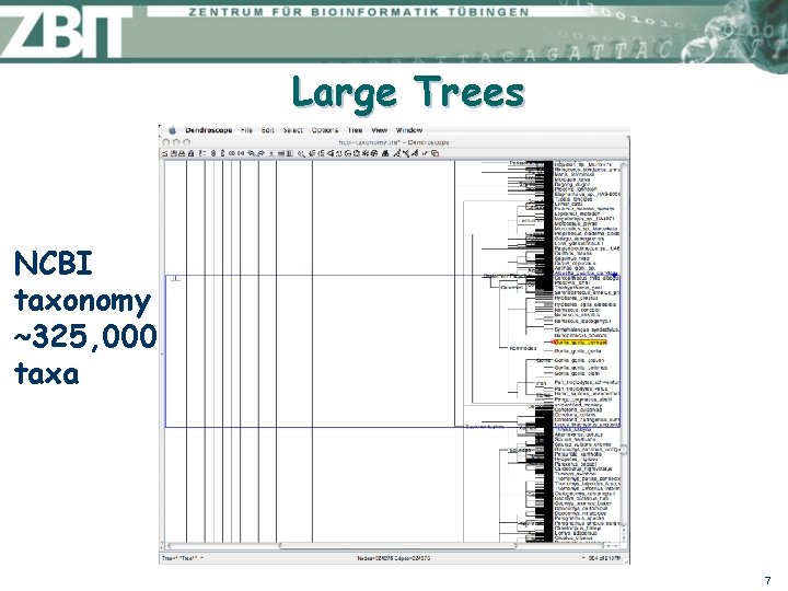 Large Trees NCBI taxonomy ~325, 000 taxa 7 