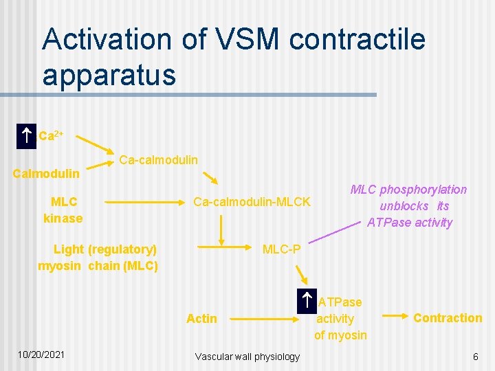Activation of VSM contractile apparatus a Ca 2+ Calmodulin Ca-calmodulin MLC kinase Ca-calmodulin-MLCK Light