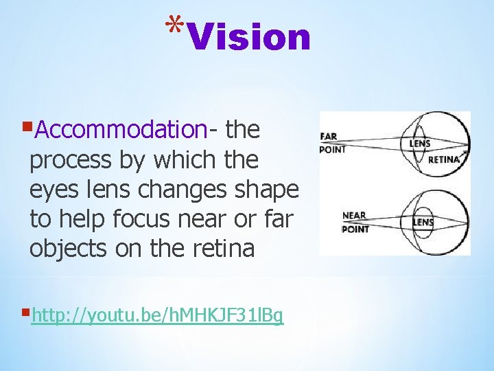 *Vision §Accommodation- the process by which the eyes lens changes shape to help focus