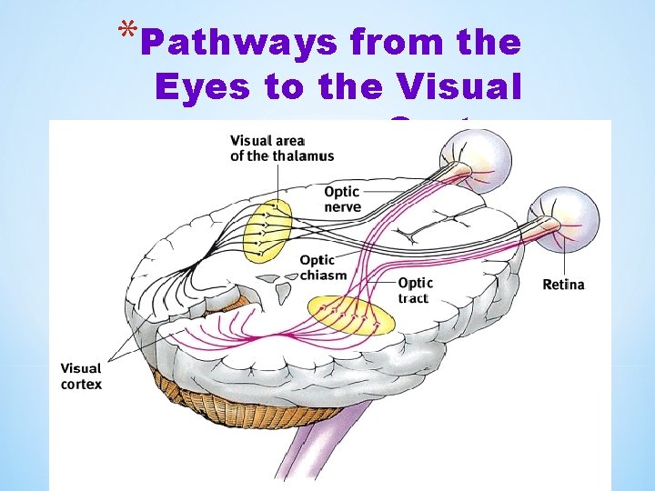 *Pathways from the Eyes to the Visual Cortex 