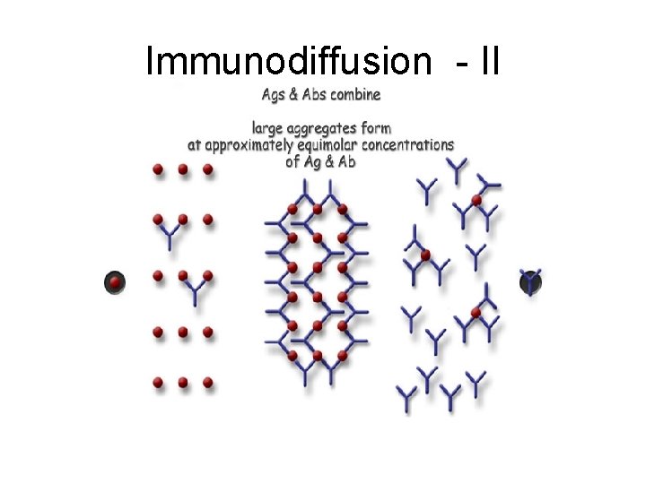 Immunodiffusion - II 