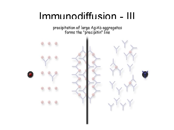 Immunodiffusion - III 