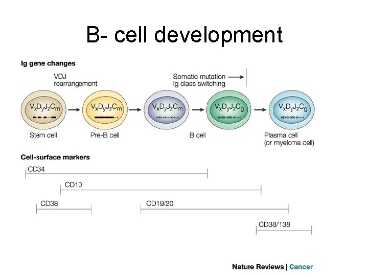 B- cell development 