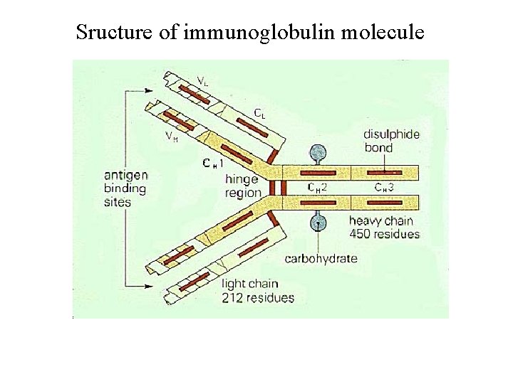 Sructure of immunoglobulin molecule 