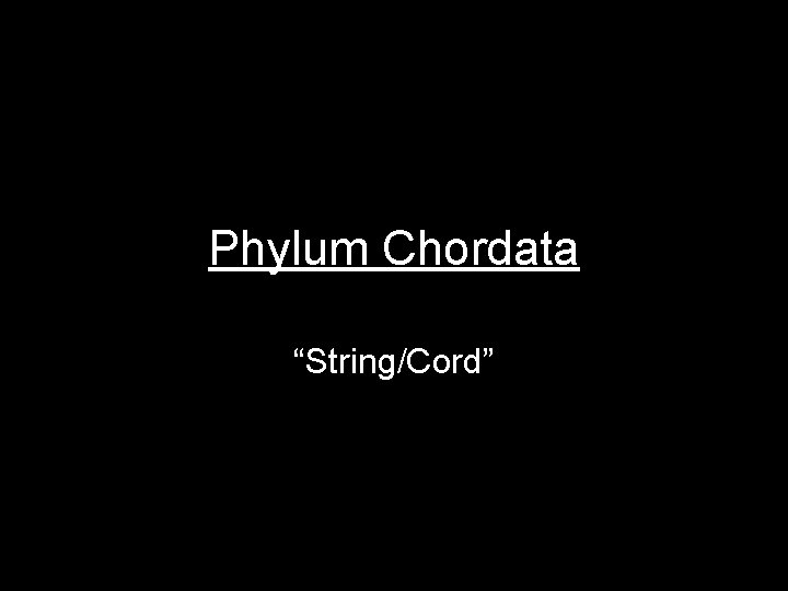 Phylum Chordata “String/Cord” 