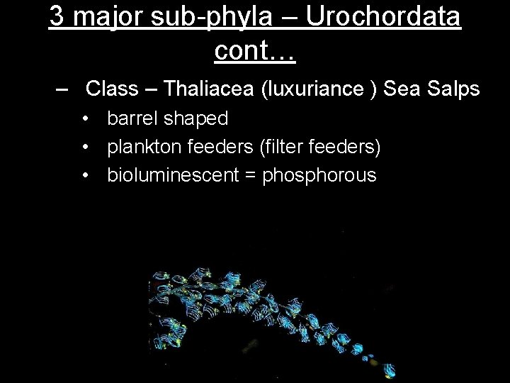 3 major sub-phyla – Urochordata cont… – Class – Thaliacea (luxuriance ) Sea Salps