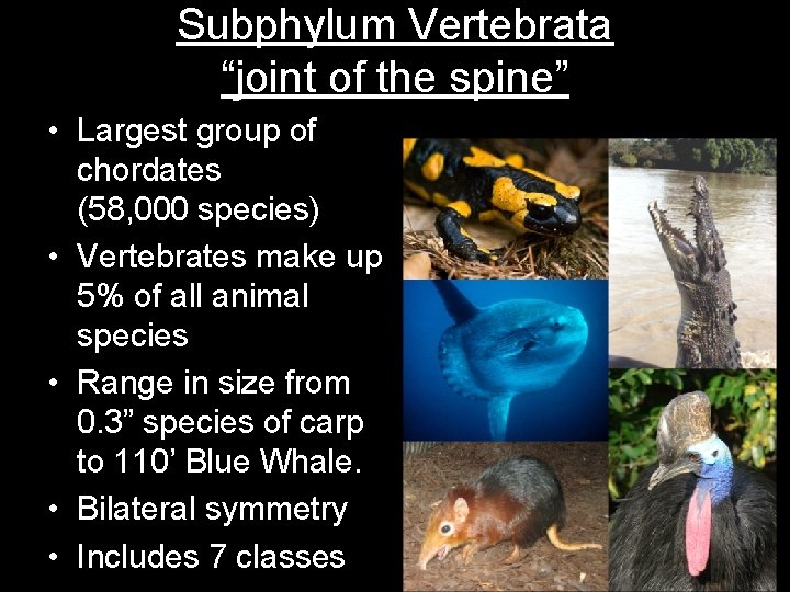 Subphylum Vertebrata “joint of the spine” • Largest group of chordates (58, 000 species)