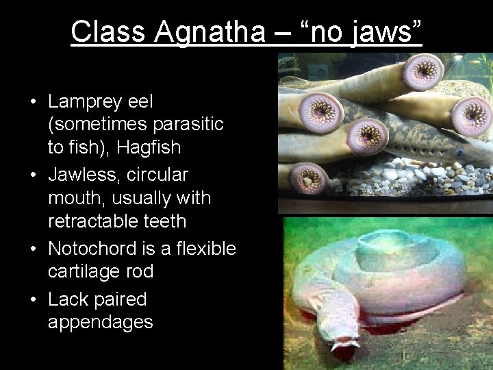 Class Agnatha – “no jaws” • Lamprey eel (sometimes parasitic to fish), Hagfish •