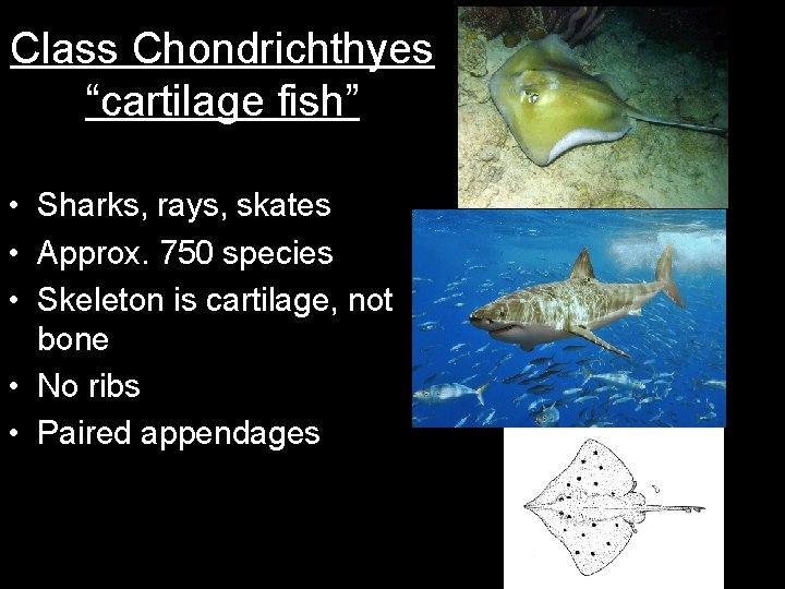 Class Chondrichthyes “cartilage fish” • Sharks, rays, skates • Approx. 750 species • Skeleton