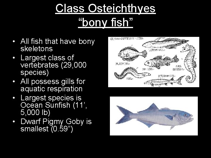 Class Osteichthyes “bony fish” • All fish that have bony skeletons • Largest class