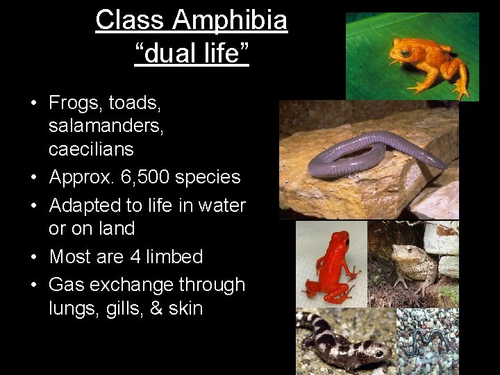 Class Amphibia “dual life” • Frogs, toads, salamanders, caecilians • Approx. 6, 500 species