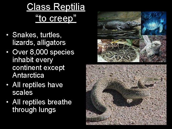 Class Reptilia “to creep” • Snakes, turtles, lizards, alligators • Over 8, 000 species