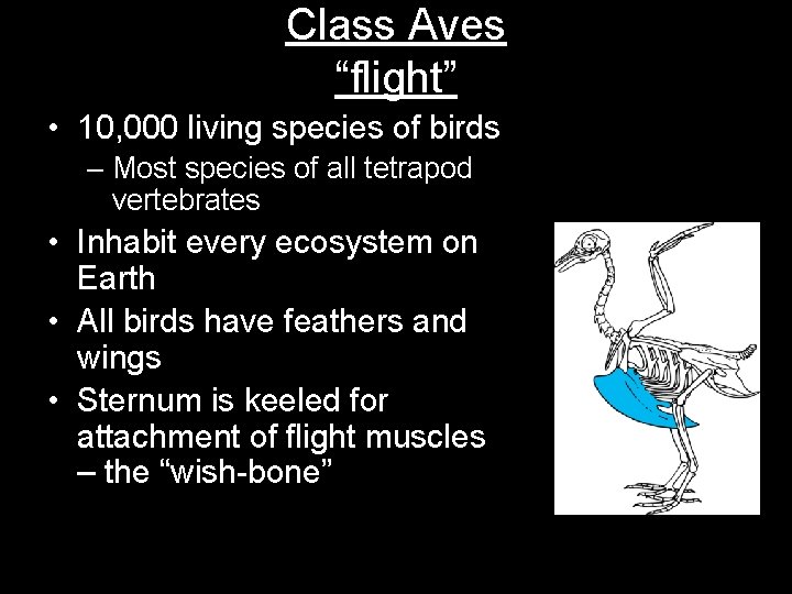 Class Aves “flight” • 10, 000 living species of birds – Most species of