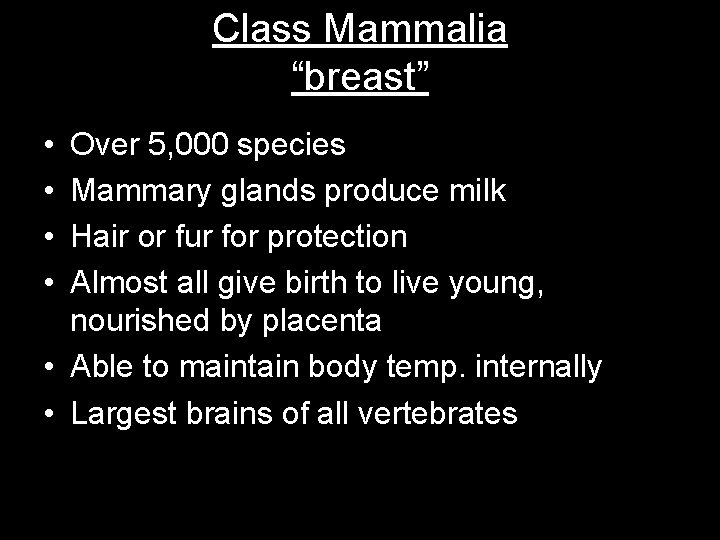 Class Mammalia “breast” • • Over 5, 000 species Mammary glands produce milk Hair