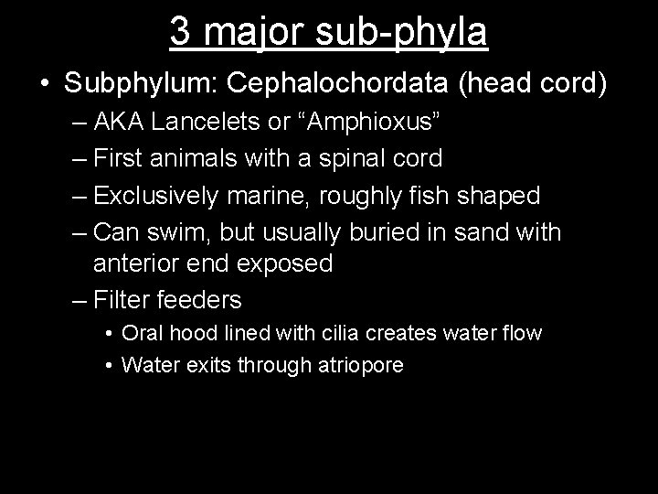 3 major sub-phyla • Subphylum: Cephalochordata (head cord) – AKA Lancelets or “Amphioxus” –