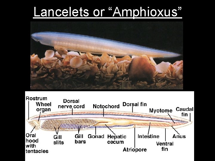 Lancelets or “Amphioxus” 