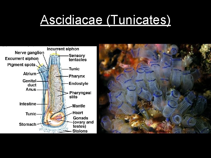 Ascidiacae (Tunicates) 