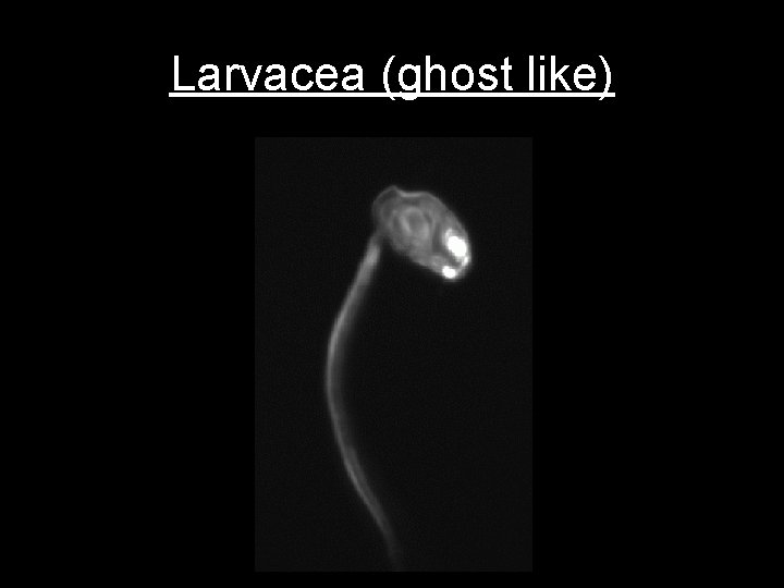 Larvacea (ghost like) 