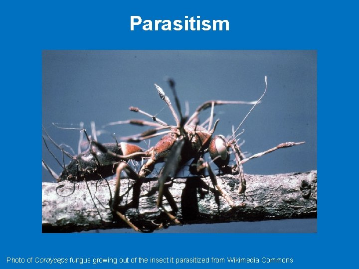 Parasitism Photo of Cordyceps fungus growing out of the insect it parasitized from Wikimedia