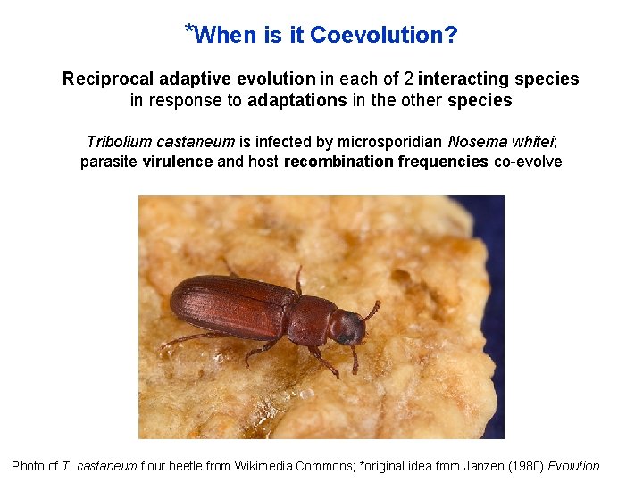 *When is it Coevolution? Reciprocal adaptive evolution in each of 2 interacting species in