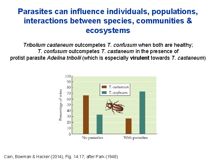 Parasites can influence individuals, populations, interactions between species, communities & ecosystems Tribolium castaneum outcompetes