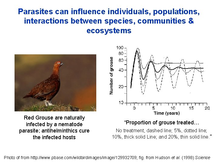 Parasites can influence individuals, populations, interactions between species, communities & ecosystems Red Grouse are