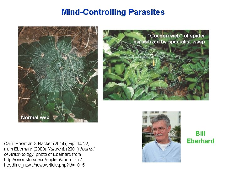 Mind-Controlling Parasites “Cocoon web” of spider parasitized by specialist wasp Normal web Cain, Bowman