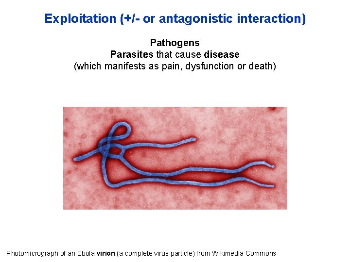 Exploitation (+/- or antagonistic interaction) Pathogens Parasites that cause disease (which manifests as pain,
