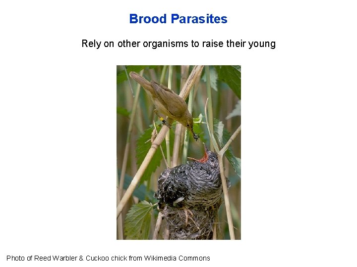 Brood Parasites Rely on other organisms to raise their young Photo of Reed Warbler