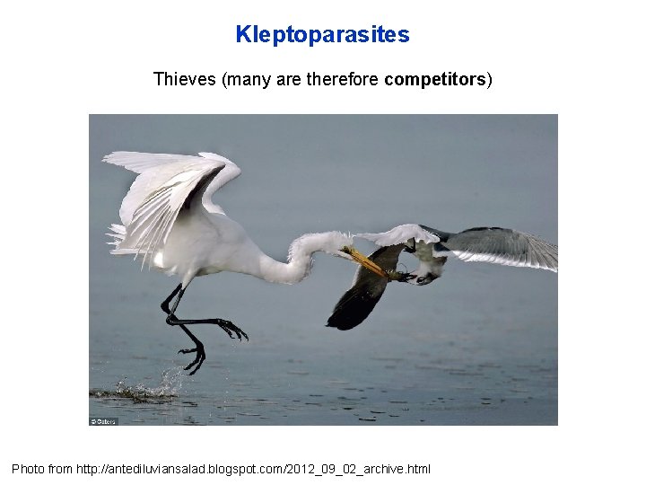 Kleptoparasites Thieves (many are therefore competitors) Photo from http: //antediluviansalad. blogspot. com/2012_09_02_archive. html 