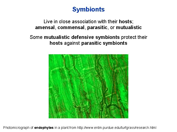 Symbionts Live in close association with their hosts; amensal, commensal, parasitic, or mutualistic Some