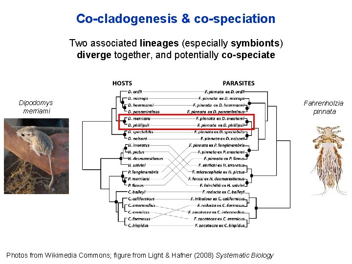 Co-cladogenesis & co-speciation Two associated lineages (especially symbionts) diverge together, and potentially co-speciate Dipodomys