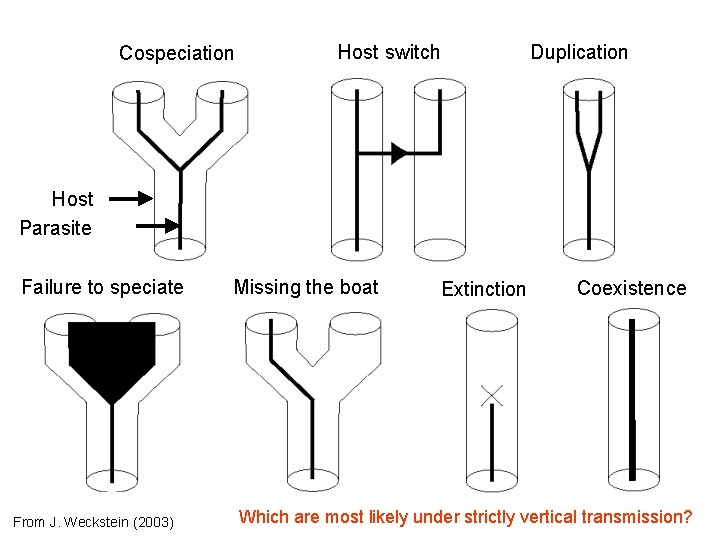 Cospeciation Host switch Duplication Host Parasite Failure to speciate From J. Weckstein (2003) Missing