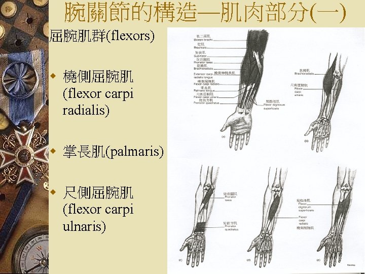腕關節的構造—肌肉部分(一) 屈腕肌群(flexors) w 橈側屈腕肌 (flexor carpi radialis) w 掌長肌(palmaris) w 尺側屈腕肌 (flexor carpi ulnaris)