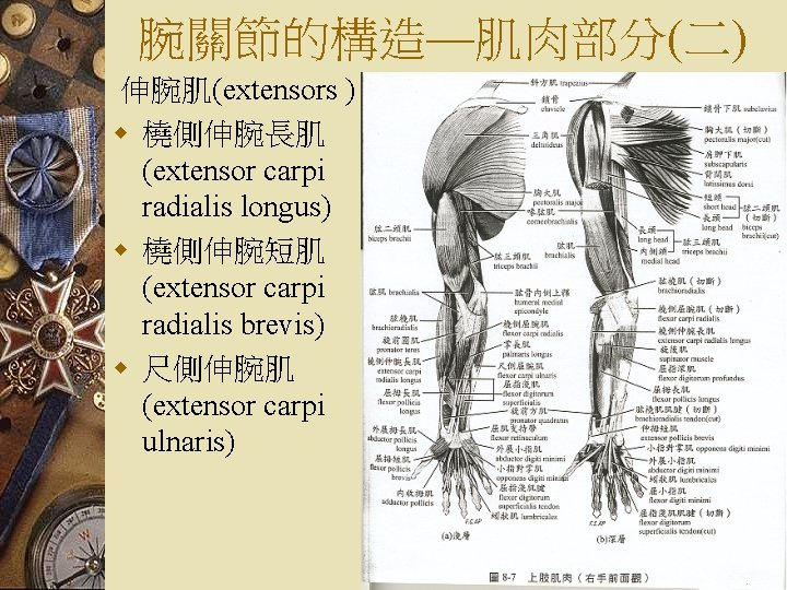 腕關節的構造—肌肉部分(二) 伸腕肌(extensors ) w 橈側伸腕長肌 (extensor carpi radialis longus) w 橈側伸腕短肌 (extensor carpi radialis