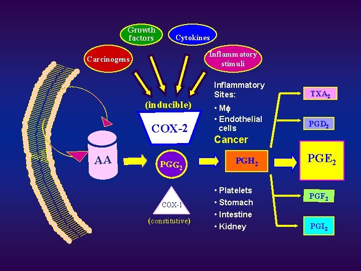 Growth factors Cytokines Inflammatory stimuli Carcinogens (inducible) COX-2 AA PGG 2 COX-1 (constitutive) Inflammatory