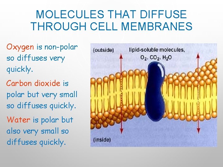 MOLECULES THAT DIFFUSE THROUGH CELL MEMBRANES Oxygen is non-polar so diffuses very quickly. Carbon