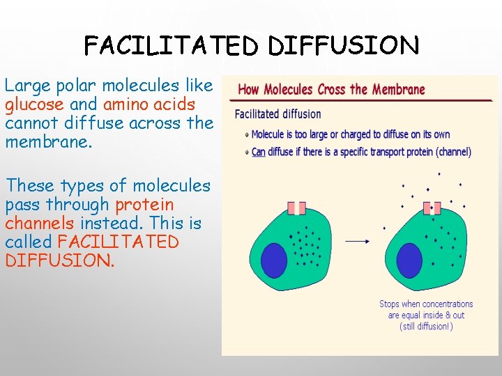 FACILITATED DIFFUSION Large polar molecules like glucose and amino acids cannot diffuse across the