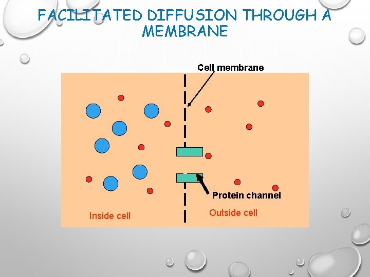 FACILITATED DIFFUSION THROUGH A MEMBRANE Cell membrane Protein channel Inside cell Outside cell 
