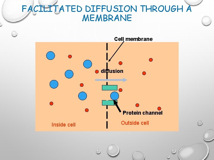 FACILITATED DIFFUSION THROUGH A MEMBRANE Cell membrane diffusion Protein channel Inside cell Outside cell