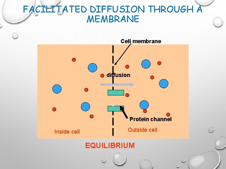 FACILITATED DIFFUSION THROUGH A MEMBRANE Cell membrane diffusion Protein channel Inside cell Outside cell