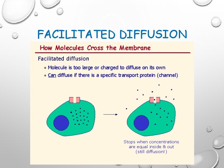 FACILITATED DIFFUSION 