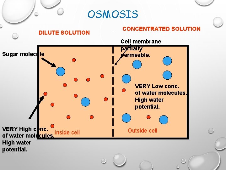 OSMOSIS DILUTE SOLUTION Sugar molecule CONCENTRATED SOLUTION Cell membrane partially permeable. VERY Low conc.