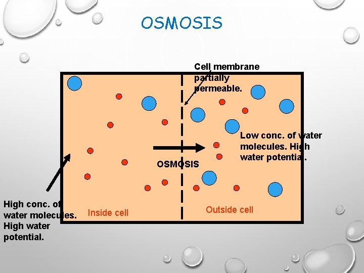 OSMOSIS Cell membrane partially permeable. OSMOSIS High conc. of water molecules. High water potential.