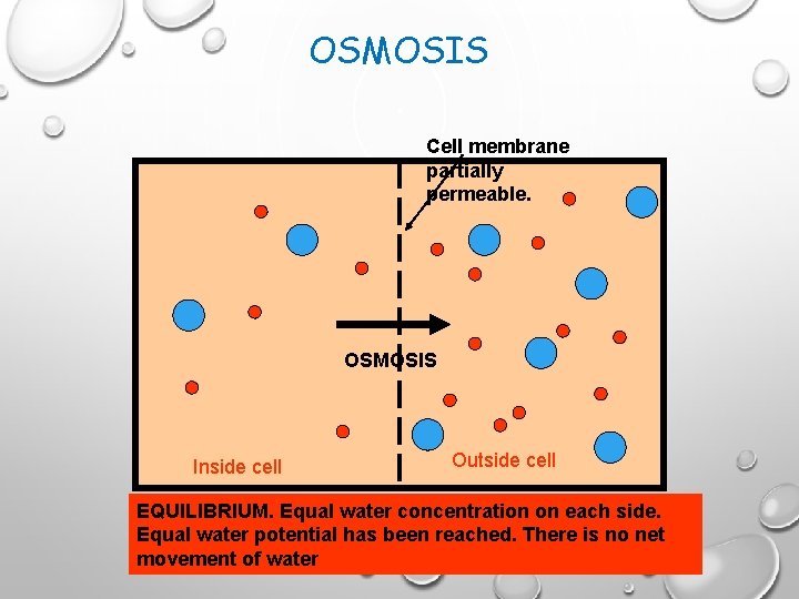 OSMOSIS Cell membrane partially permeable. OSMOSIS Inside cell Outside cell EQUILIBRIUM. Equal water concentration